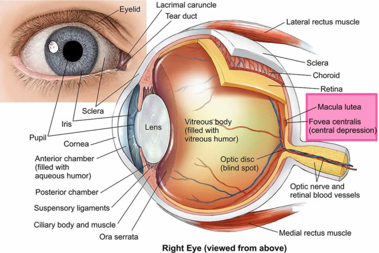 Macular hole causes, symptoms, diagnosis, treatment & prognosis