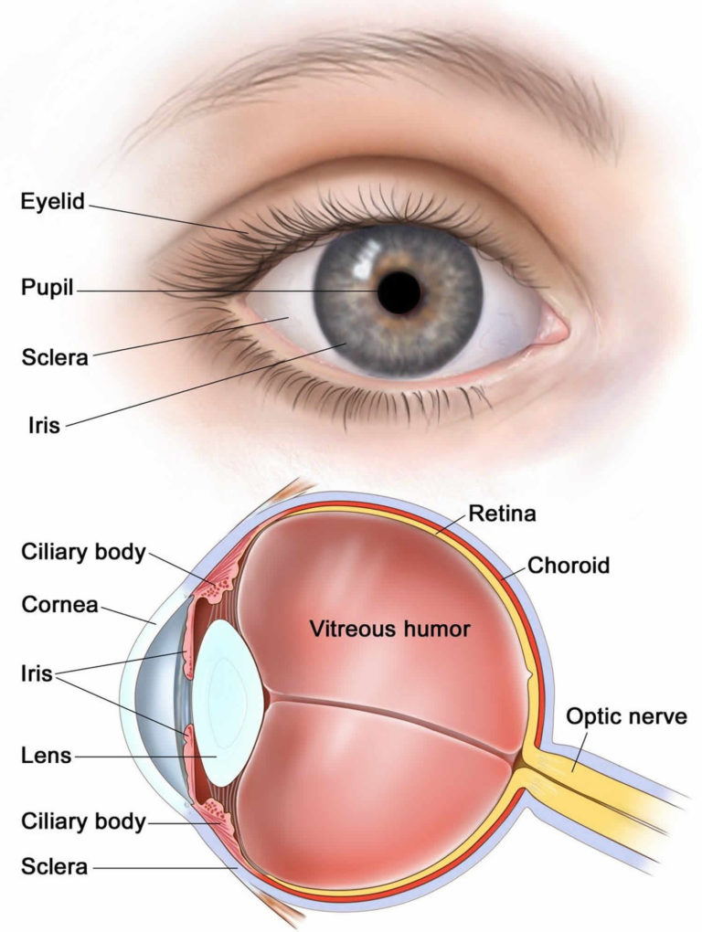 Vitrectomy Surgery Indications Risks And Vitrectomy Recovery Time