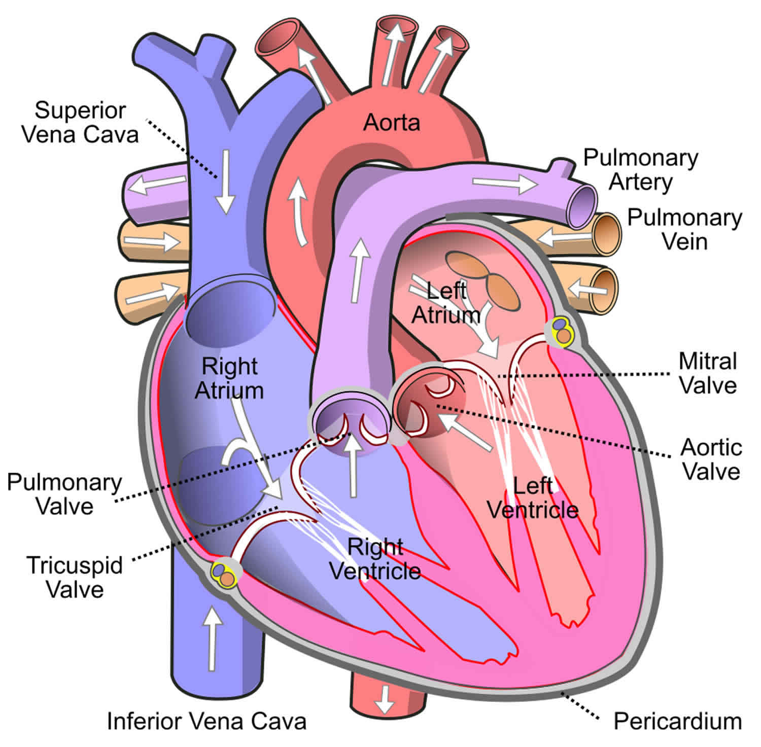 Where Is Superior Vena Cava From