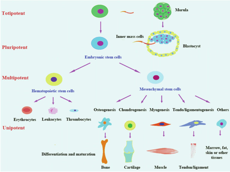 induced pluripotent stem cells vs cloning