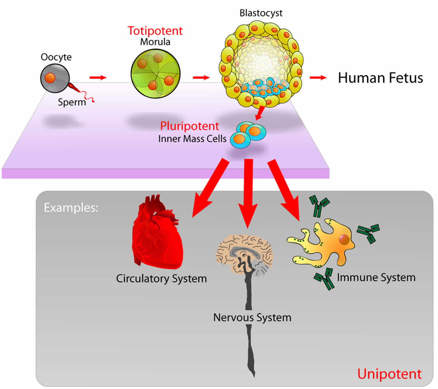 What Does Potency Mean In Stem Cells