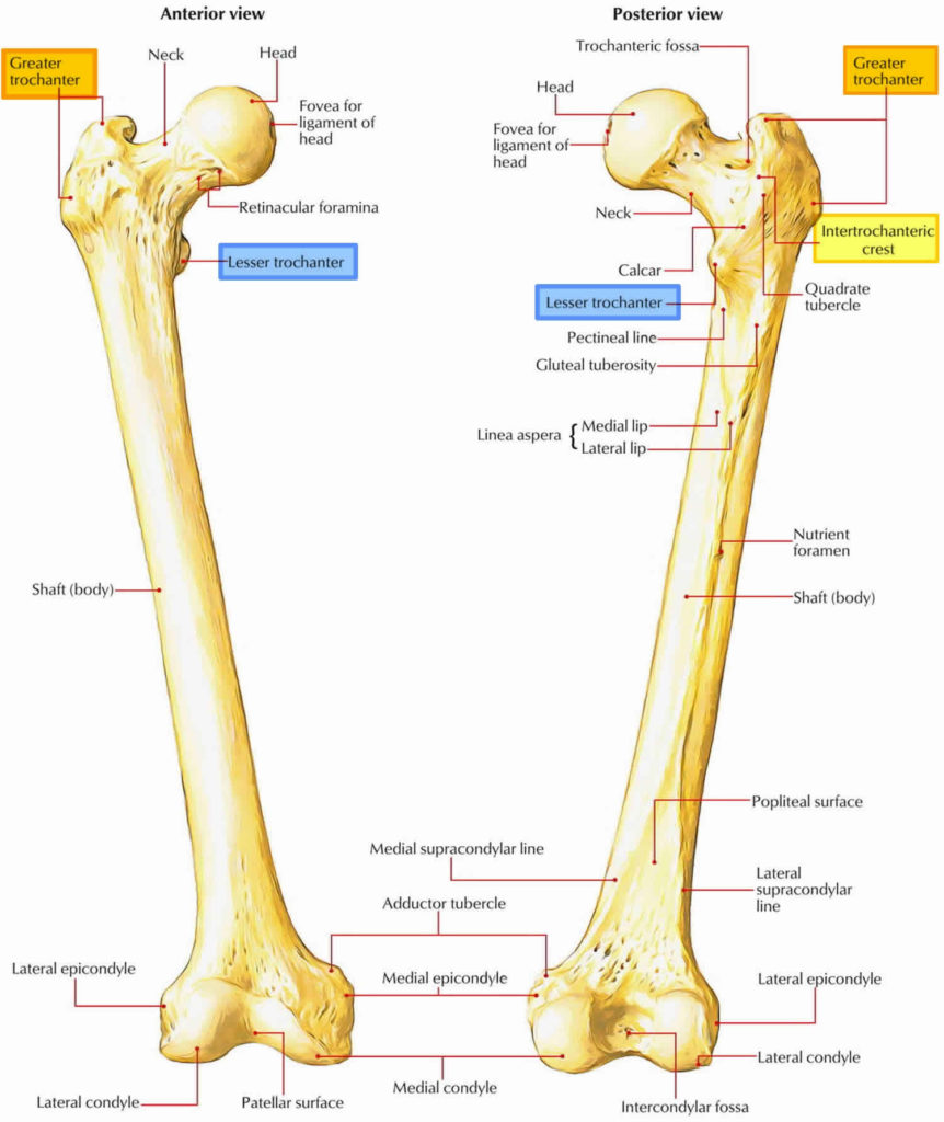 Trochanter Definition Greater Lesser Trochanter Pain Fracture