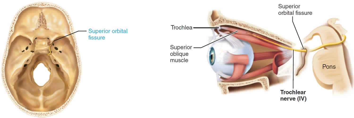 Where Does Trochlear Nerve Begin