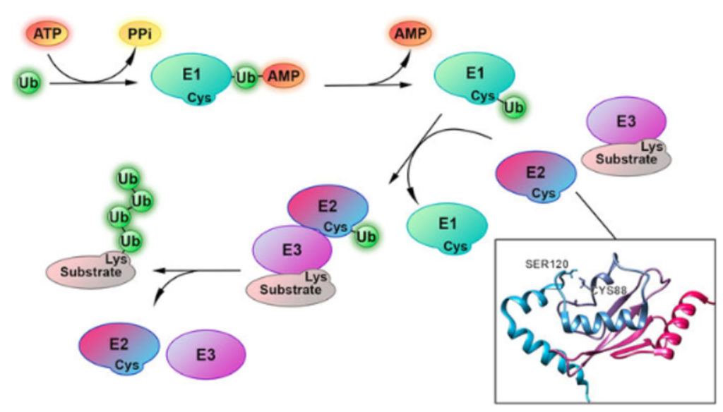 Ubiquitin Function, Ubiquitin Proteasome System & Pathway