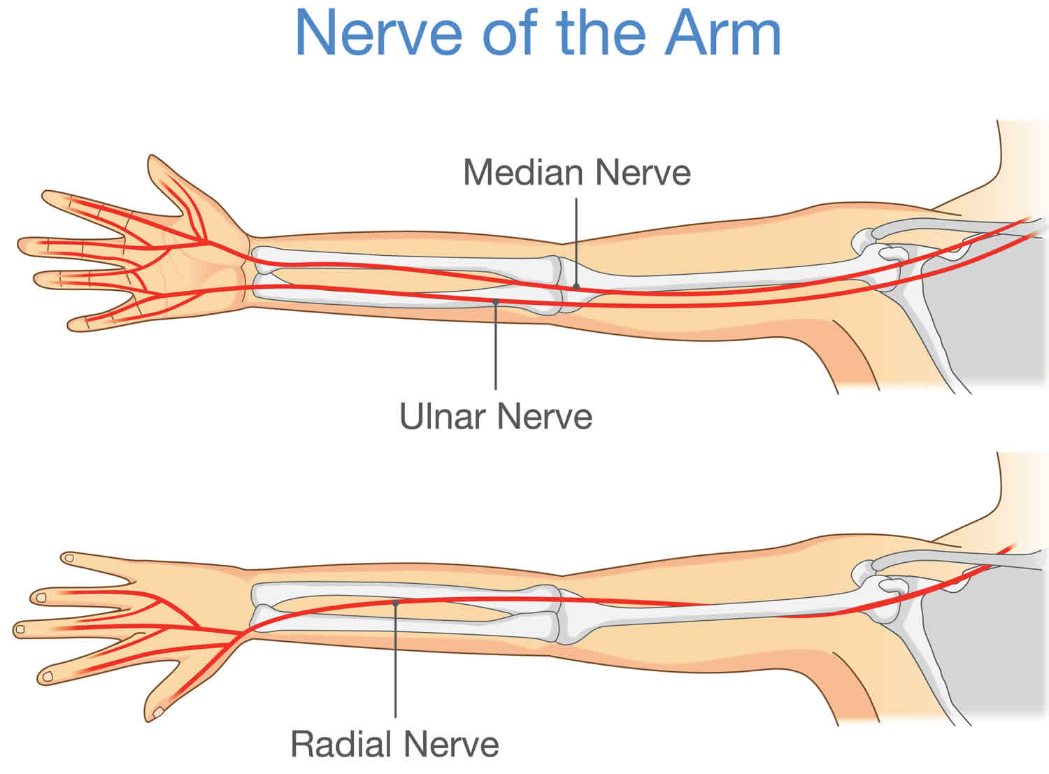 Ulnar Nerve Anatomy Innervation Injury Damage Palsy Entrapment