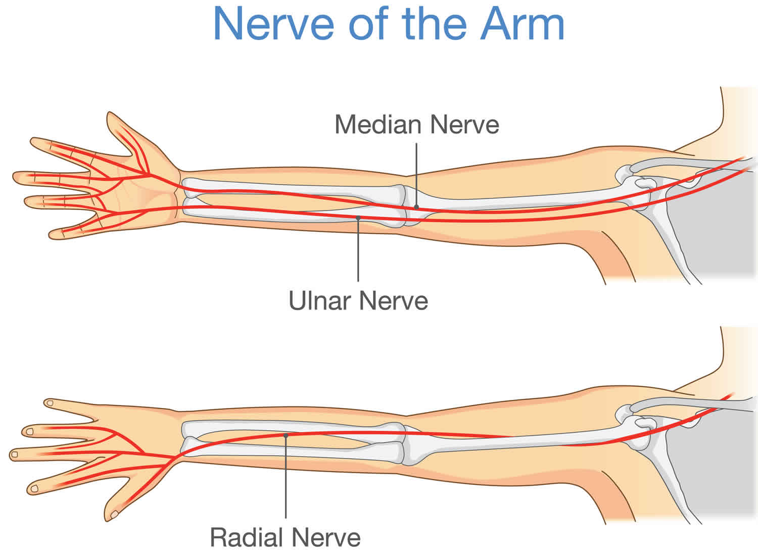 Definition Of Ulnar Nerve