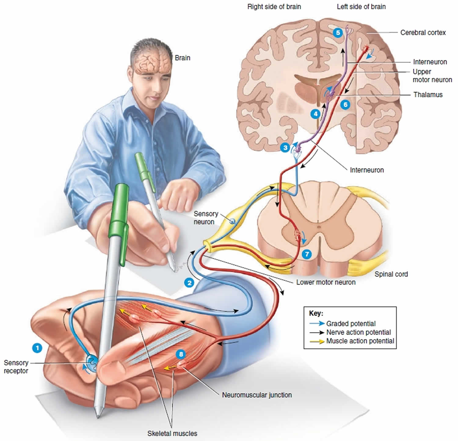 upper and lower motor neuron