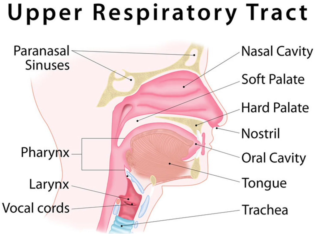 essay on upper respiratory tract infection
