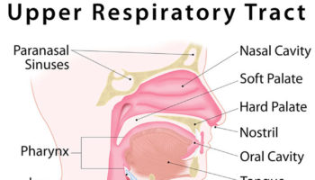 upper respiratory infection