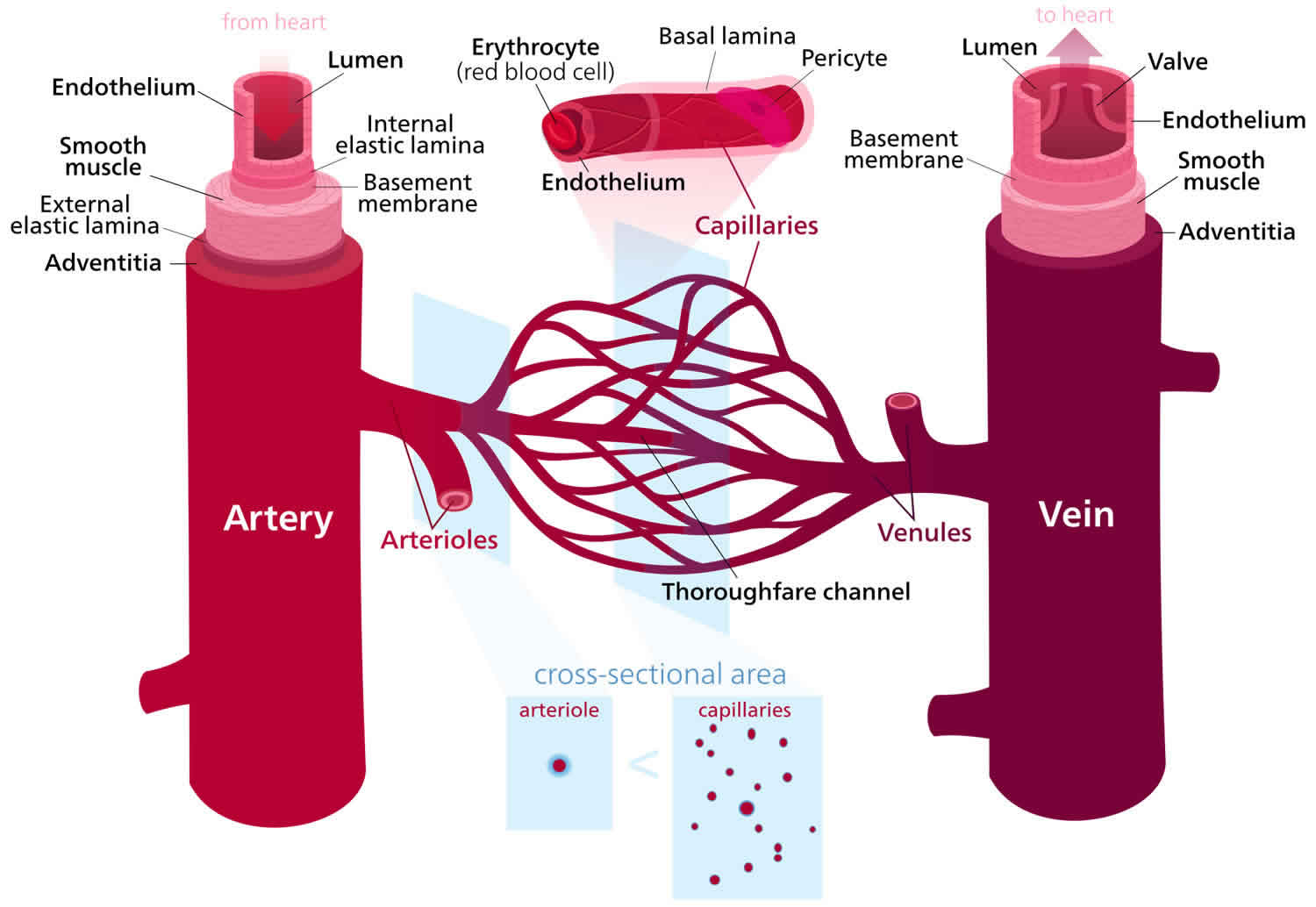 vasodilation-definition-vasodilation-and-blood-pressure