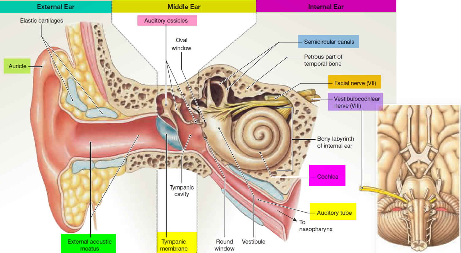 Vestibular System Anatomy Function And Vestibular System Disorders