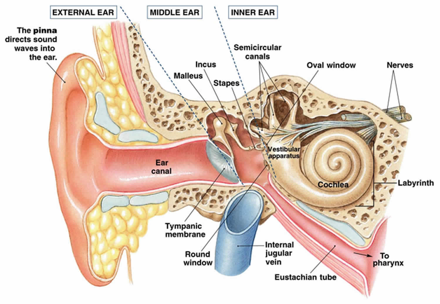 What Is The Function Of The Vestibular Nerve