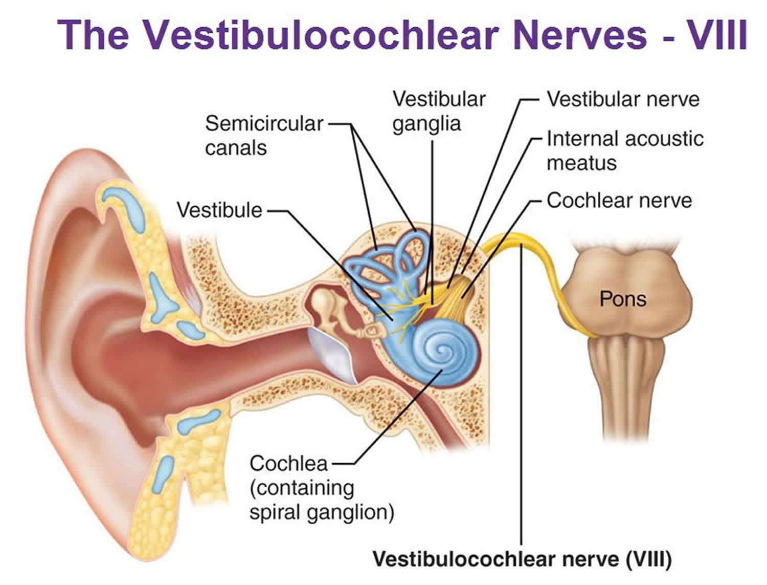 What Is The Job Of Vestibulocochlear Nerve