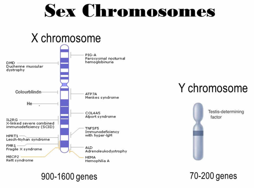 genes that travel on the x chromosome