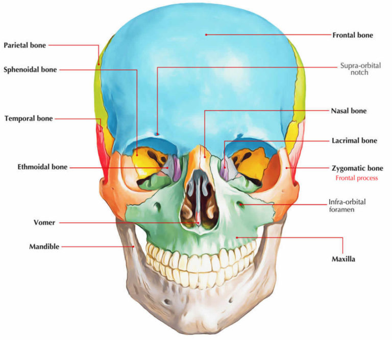 Zygoma anatomy, zygoma fracture & zygoma surgery