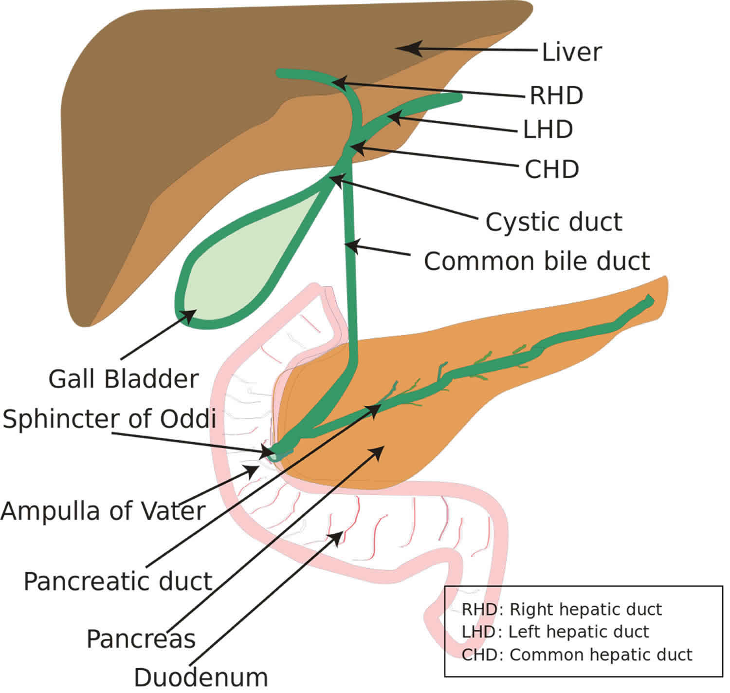 Ampullary cancer causes, symptoms, diagnosis, staging & treatment