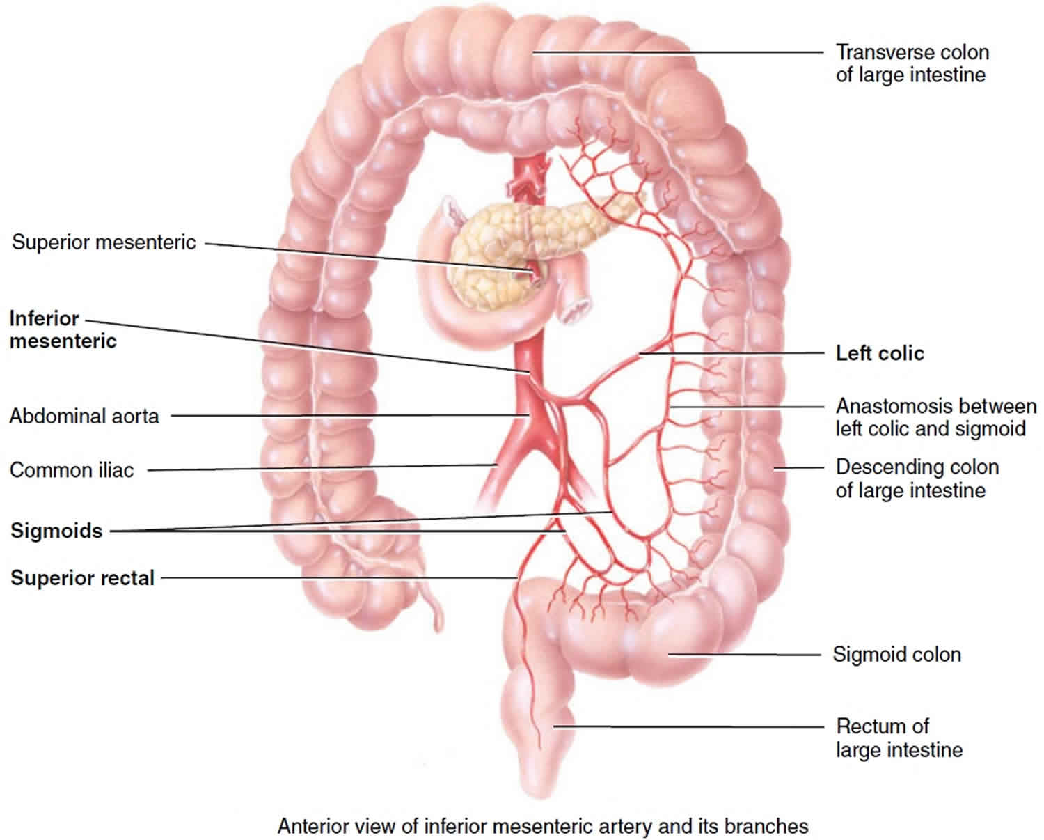 mesenteric-ischemia-causes-symptoms-diagnosis-treatment-prognosis