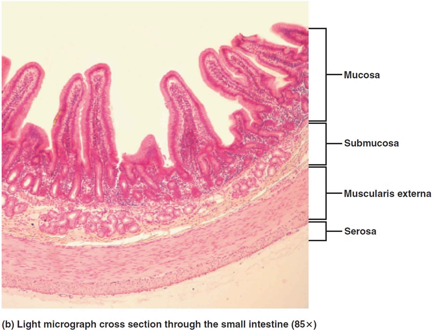 Layers of alimentary canal
