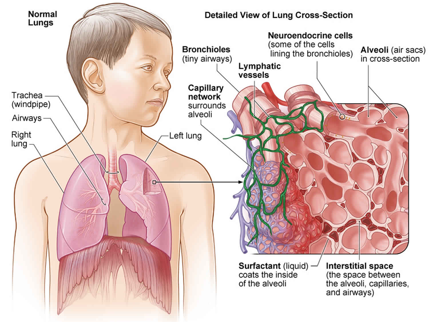 Farmer s Lung Causes Symptoms Diagnosis Treatment Prognosis