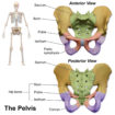 Pelvic fracture types, causes, signs, symptoms, diagnosis & treatment