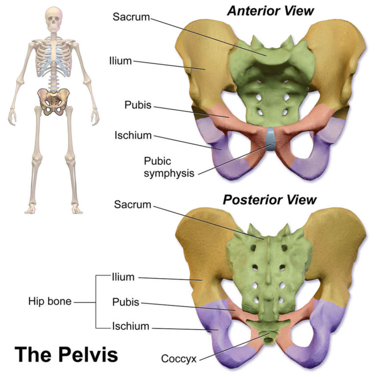 pelvic-fracture-types-causes-signs-symptoms-diagnosis-treatment