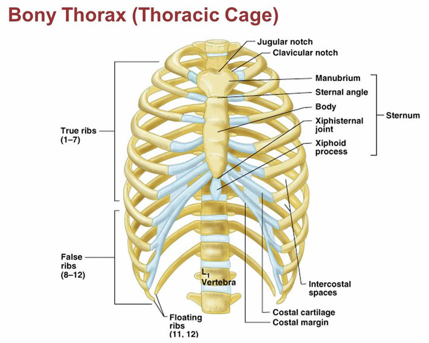 Rib fracture causes, symptoms, diagnosis, healing time ...