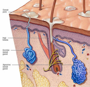 Chromhidrosis definition, causes, symptoms, diagnosis & treatment