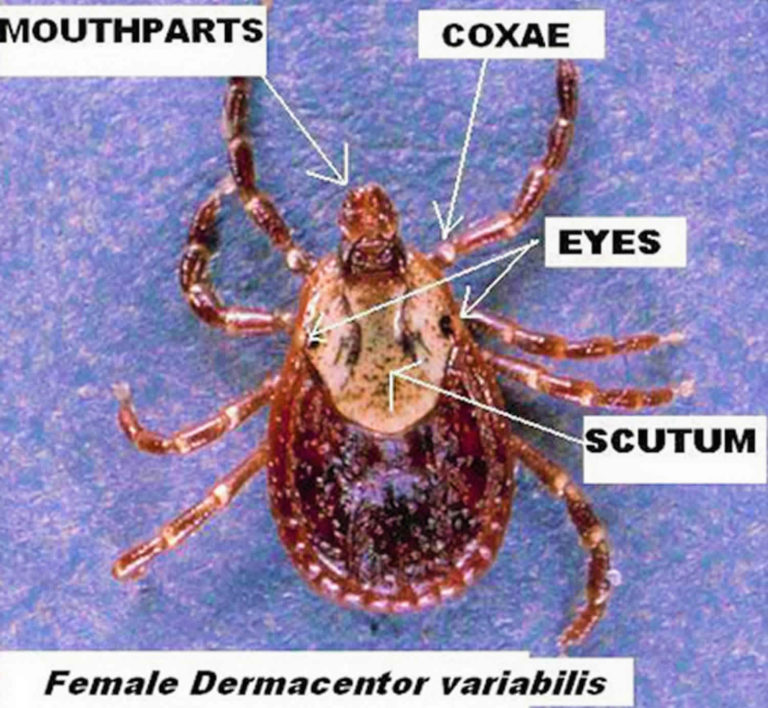 American dog tick disease, life cycle, prevention & how to remove a dog