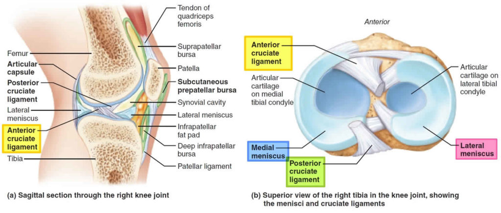 anterior-cruciate-ligament-anatomy-function-injury-reconstruction