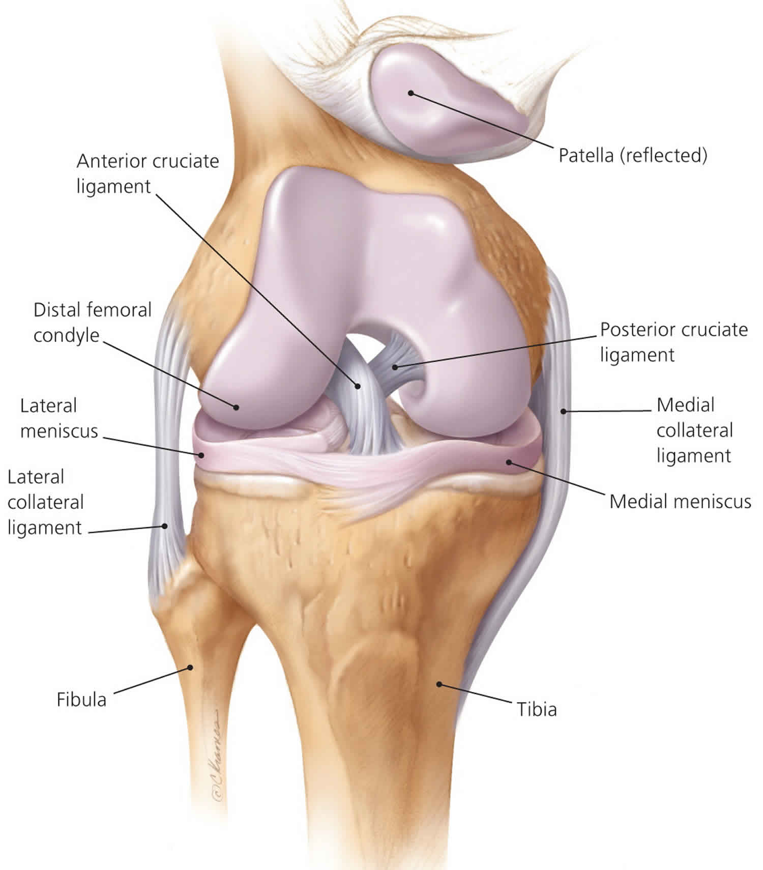 Anterior cruciate ligament anatomy, function, injury & reconstruction