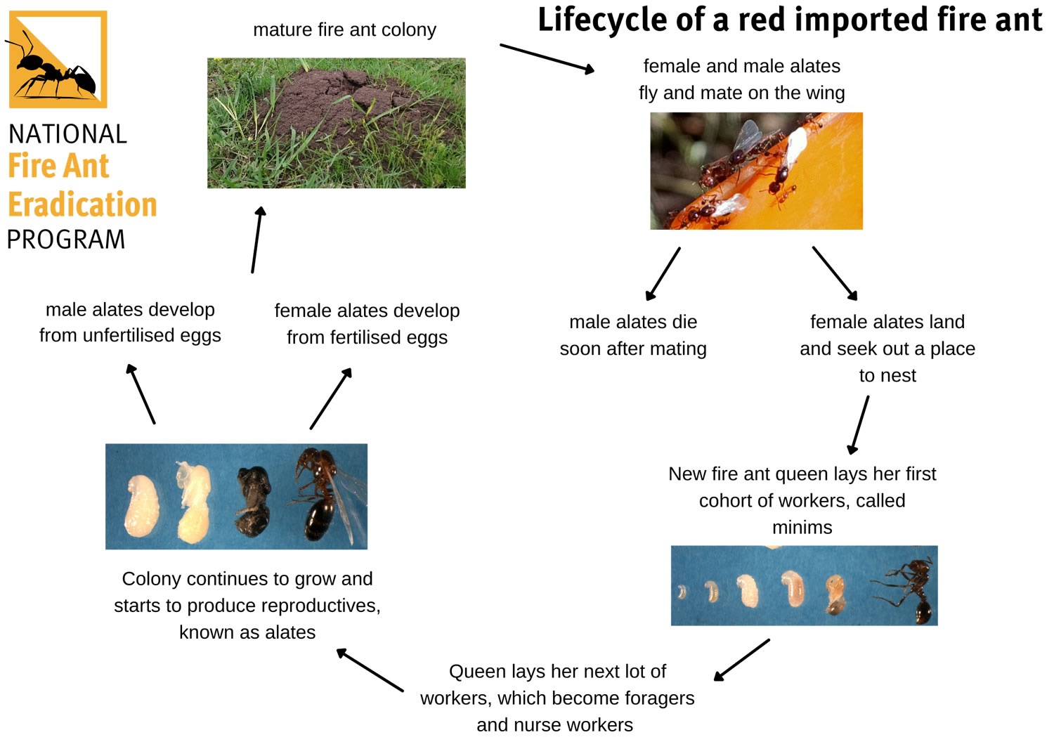 Fire ants lifecycle