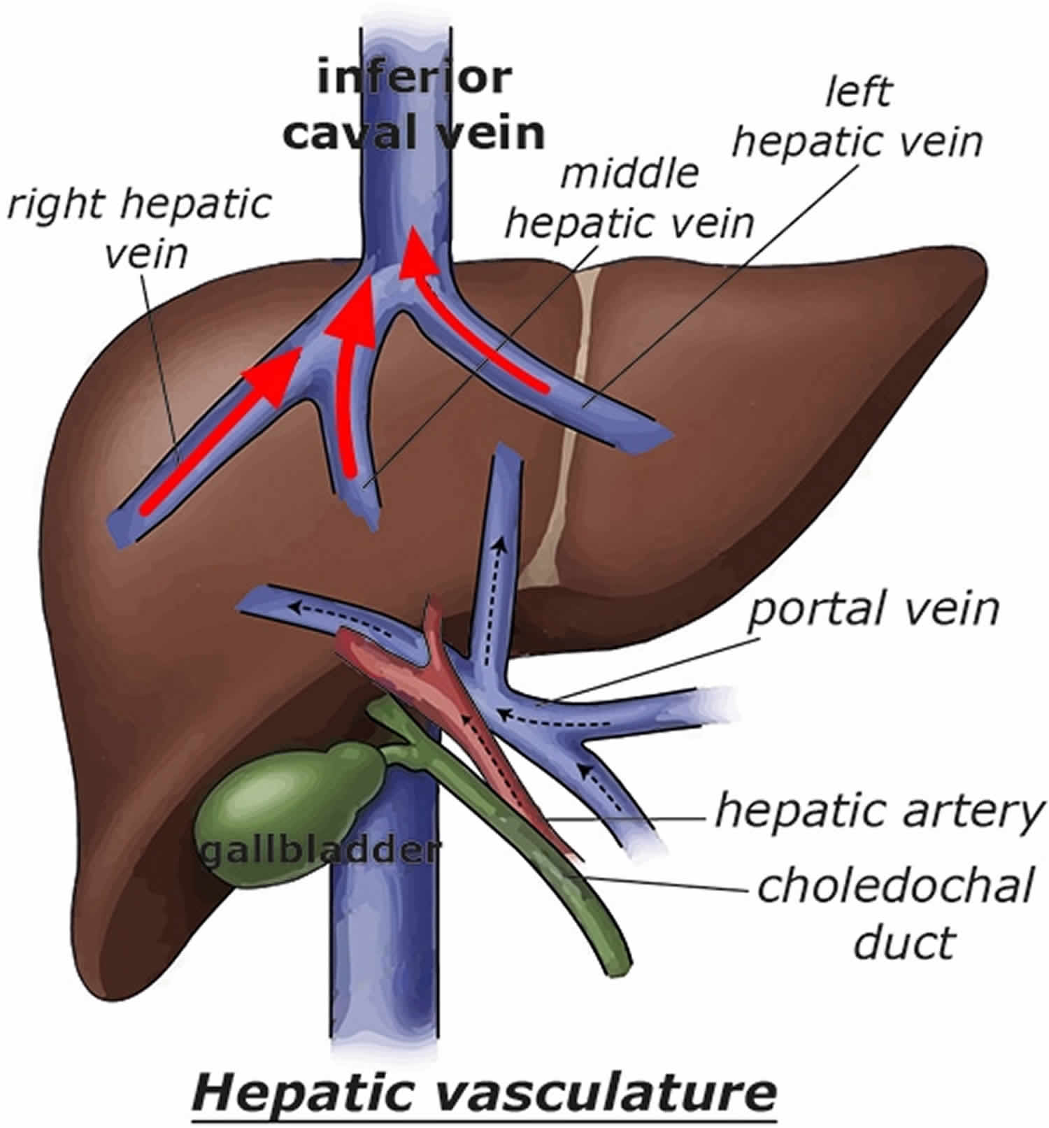 Hepatic vein
