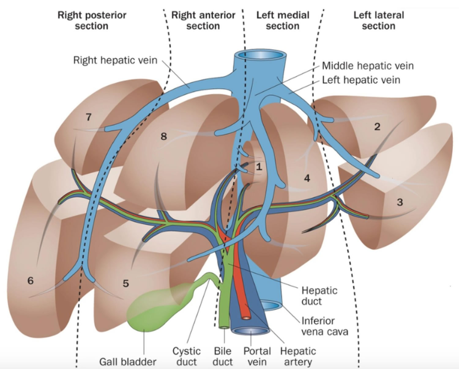 3 доли печени. Топографическая анатомия сегментов печени. Сегменты печени мрт анатомия. Сегменты печени на кт анатомия. Печеночные вены топографическая анатомия.