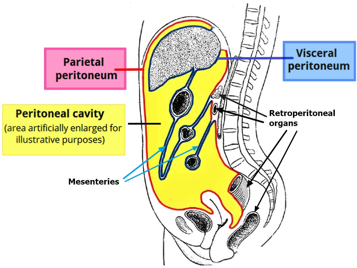 Where Is The Peritoneal Cavity Located Hot Sex Picture