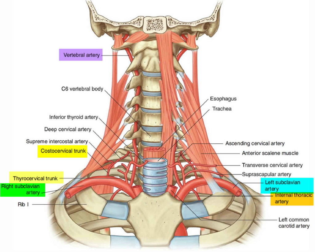 Subclavian steal syndrome causes, symptoms, diagnosis & treatment