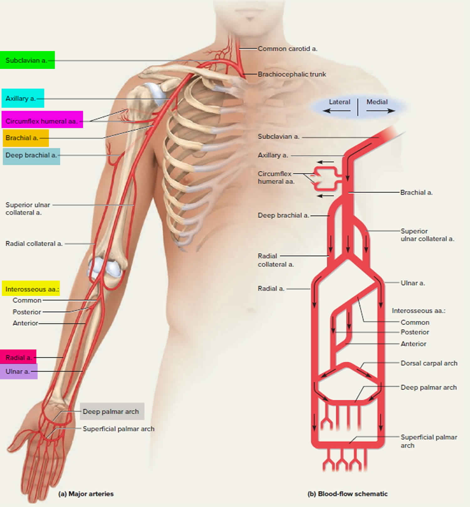 subclavian-steal-syndrome-causes-symptoms-diagnosis-treatment