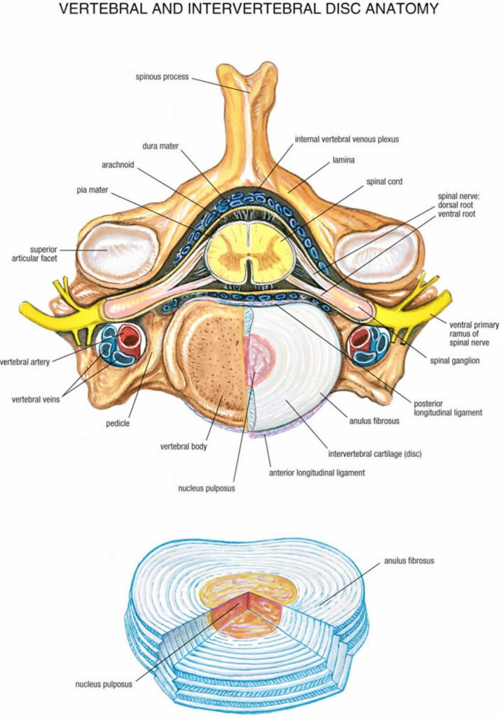 Degenerative Disk Disease Causes, Symptoms, Diagnosis, Exercises 