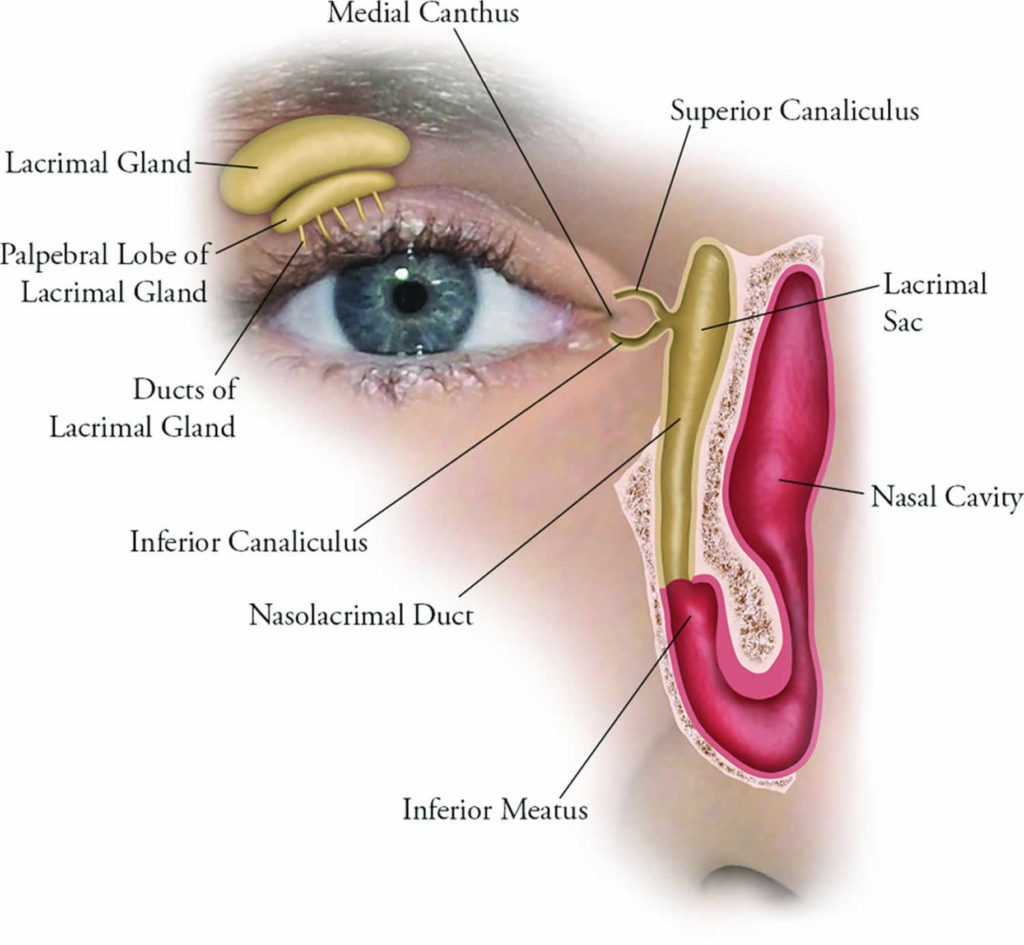 dacryoadenitis-causes-symptoms-diagnosis-treatment-prognosis