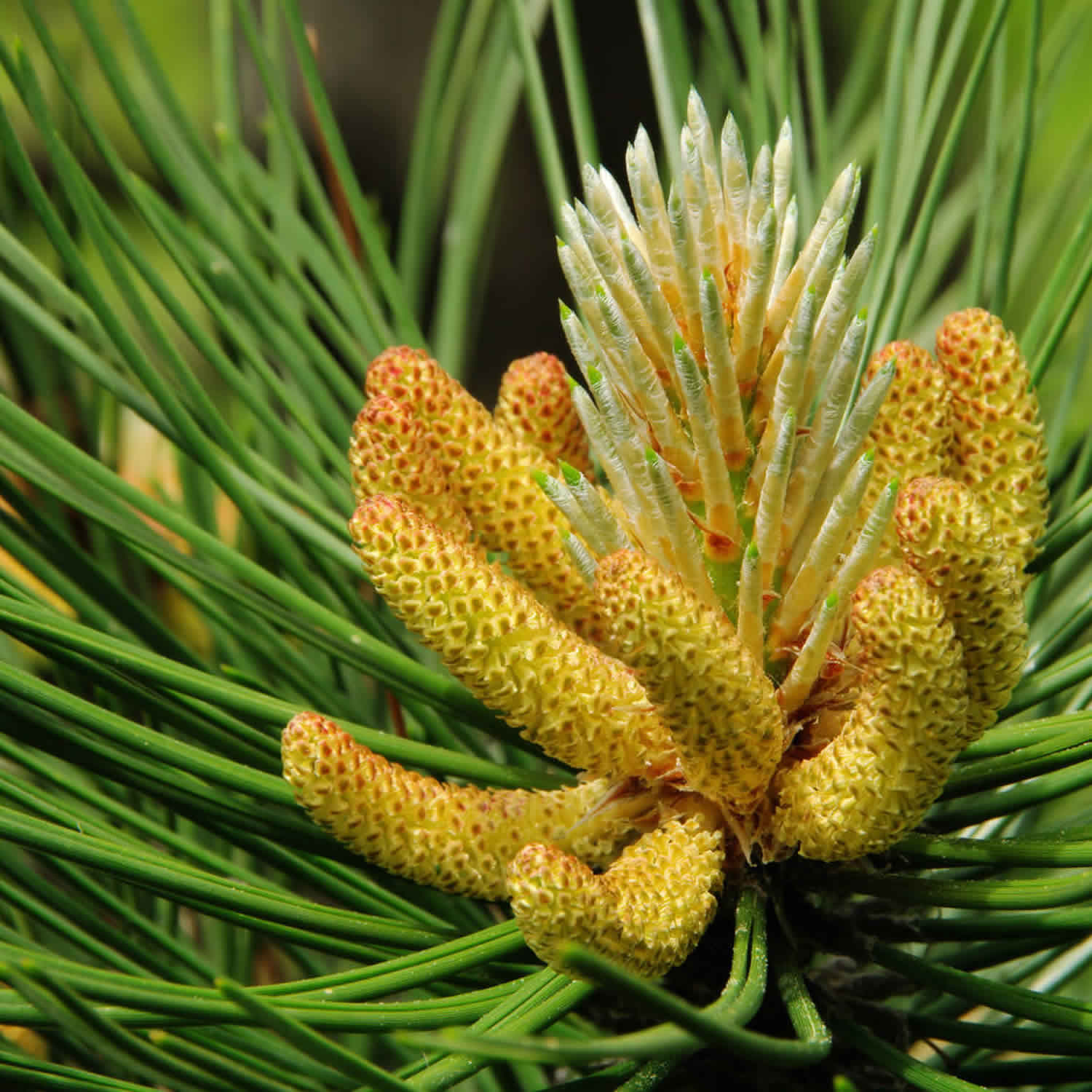 Pine pollen, pine pollen supplements, benefits & pine pollen side effects