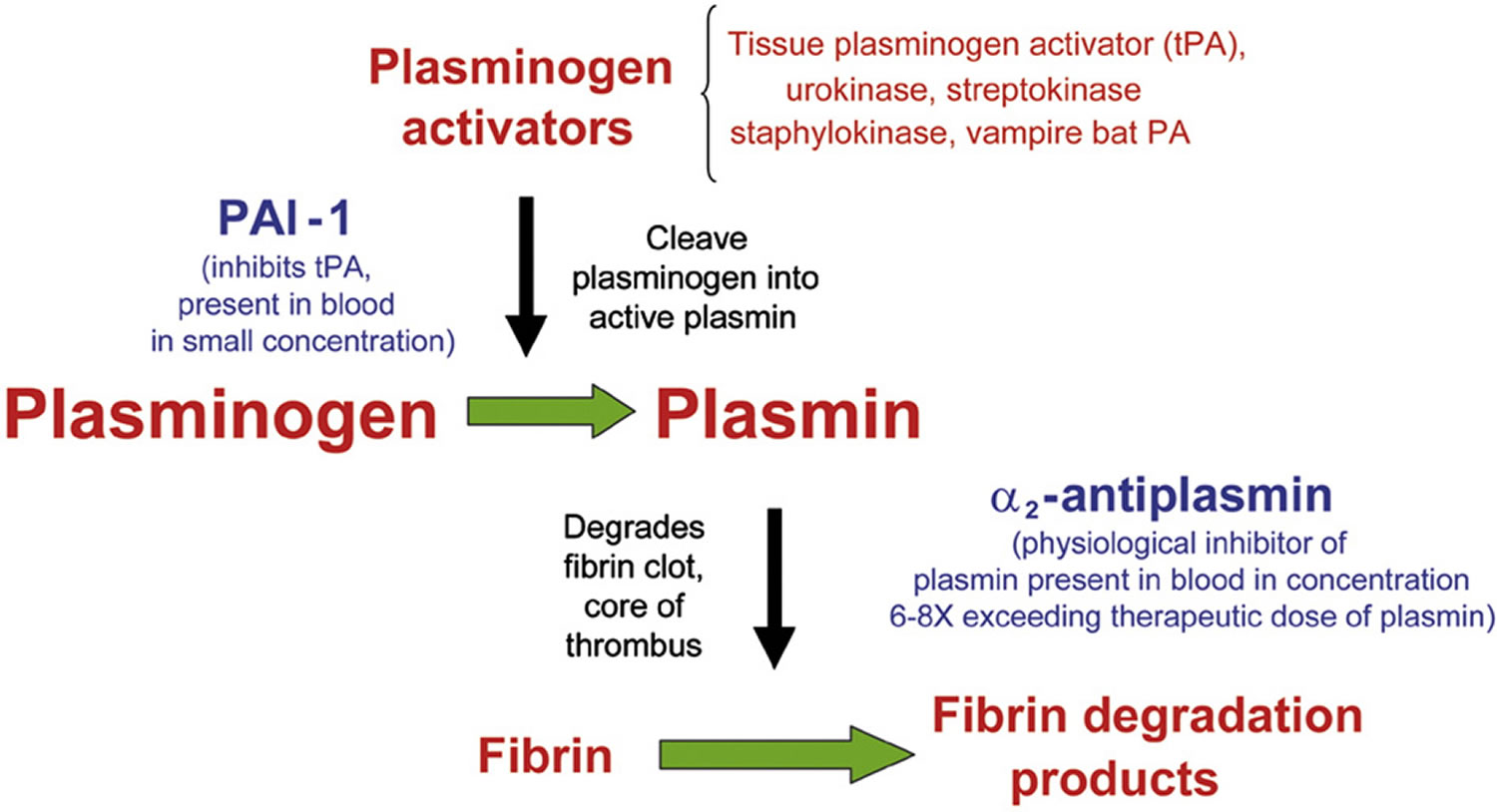 plasminogen activator