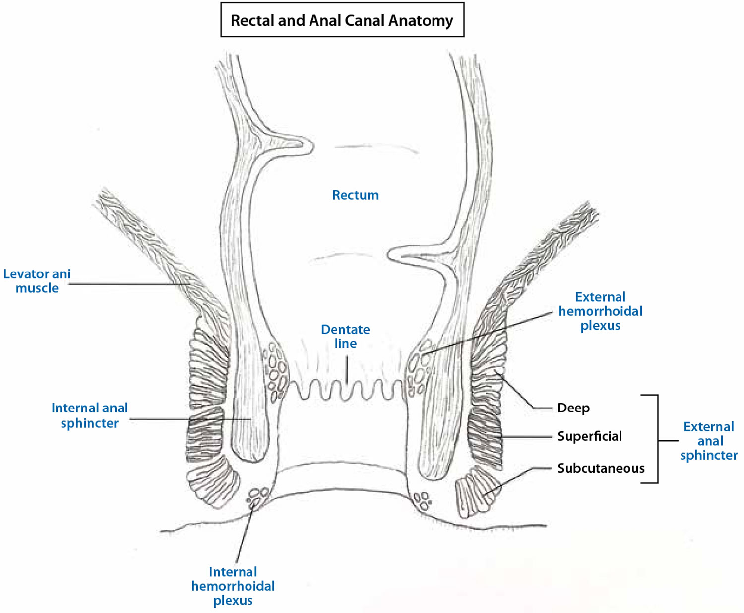 rectal and anal canal anatomy