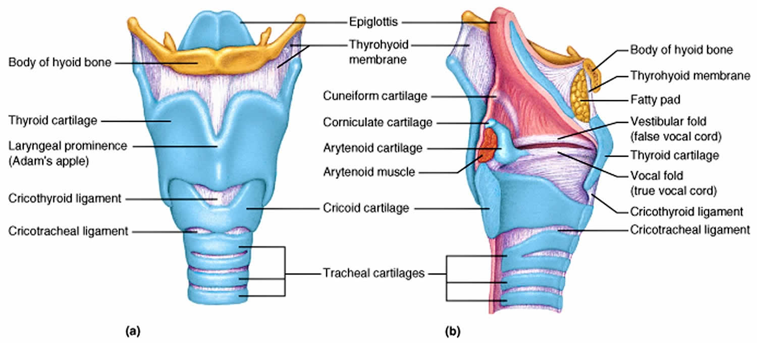 cricoid cartilage thyroid