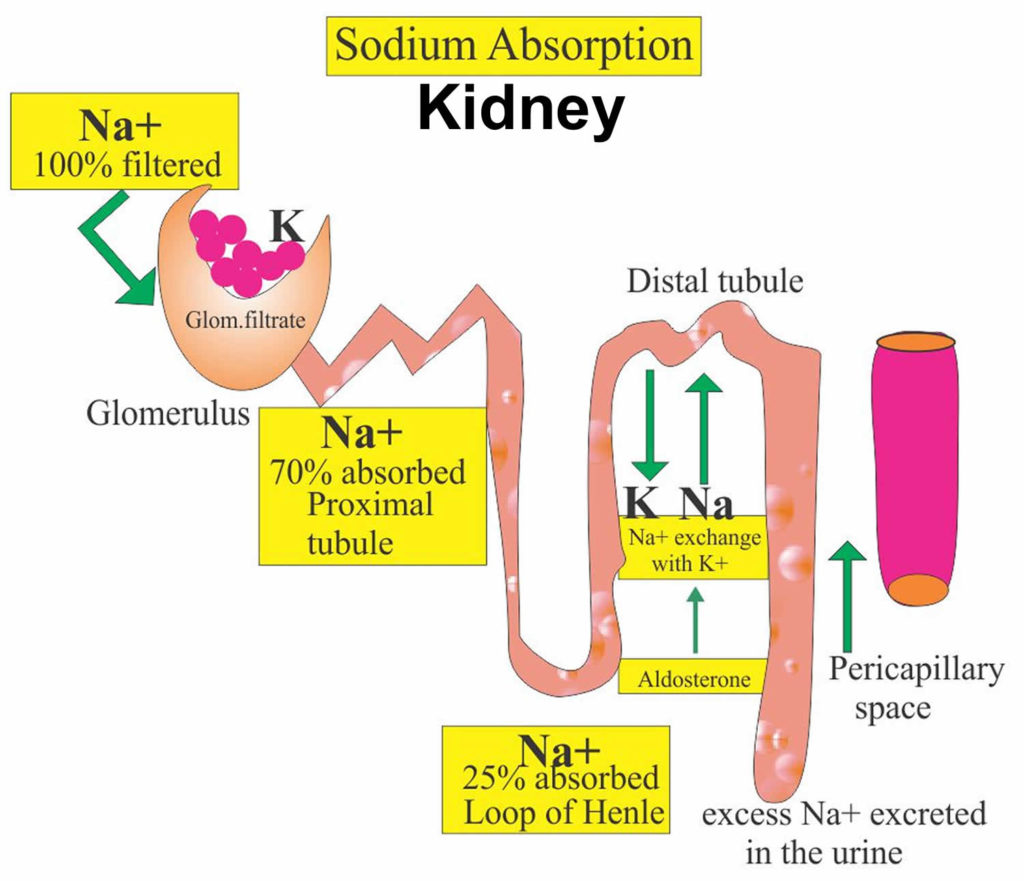 Urine Sodium Test Urine Sodium Interpretation Urine Sodium Pathophysiology