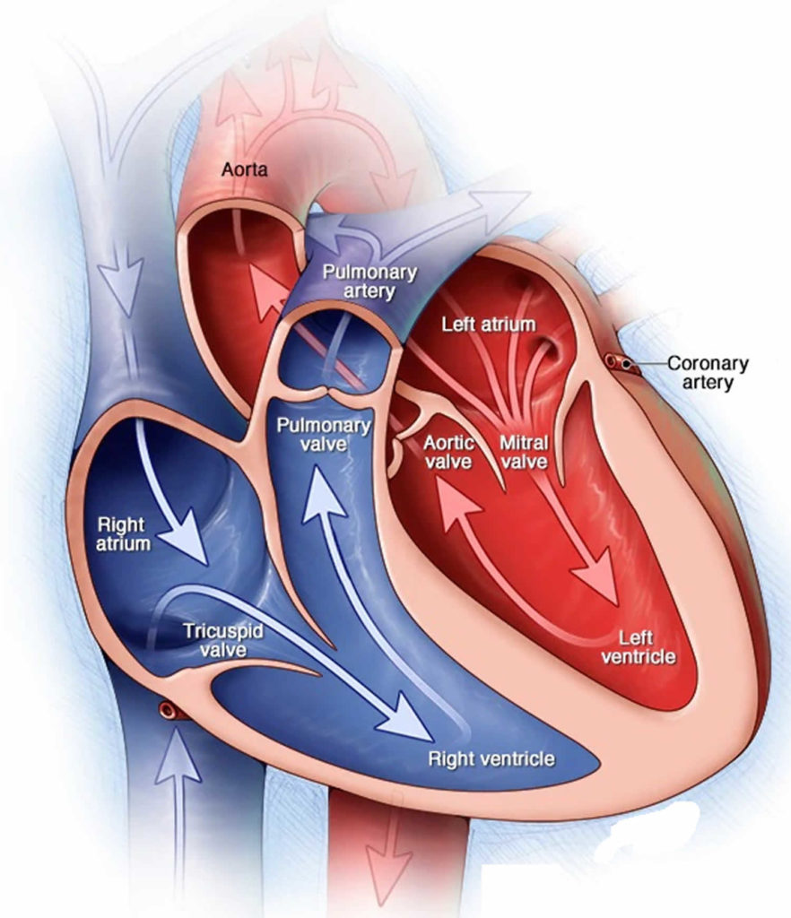 Mitral stenosis causes, symptoms, diagnosis, treatment