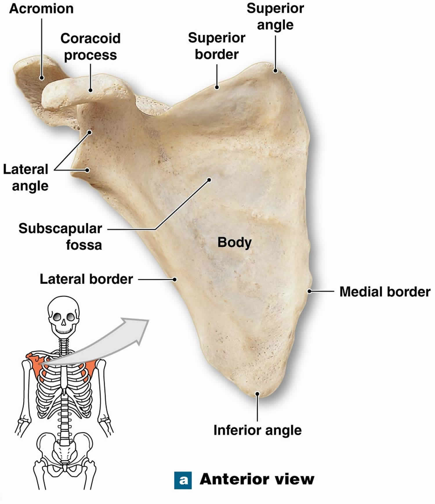 Acromion Process Of Scapula