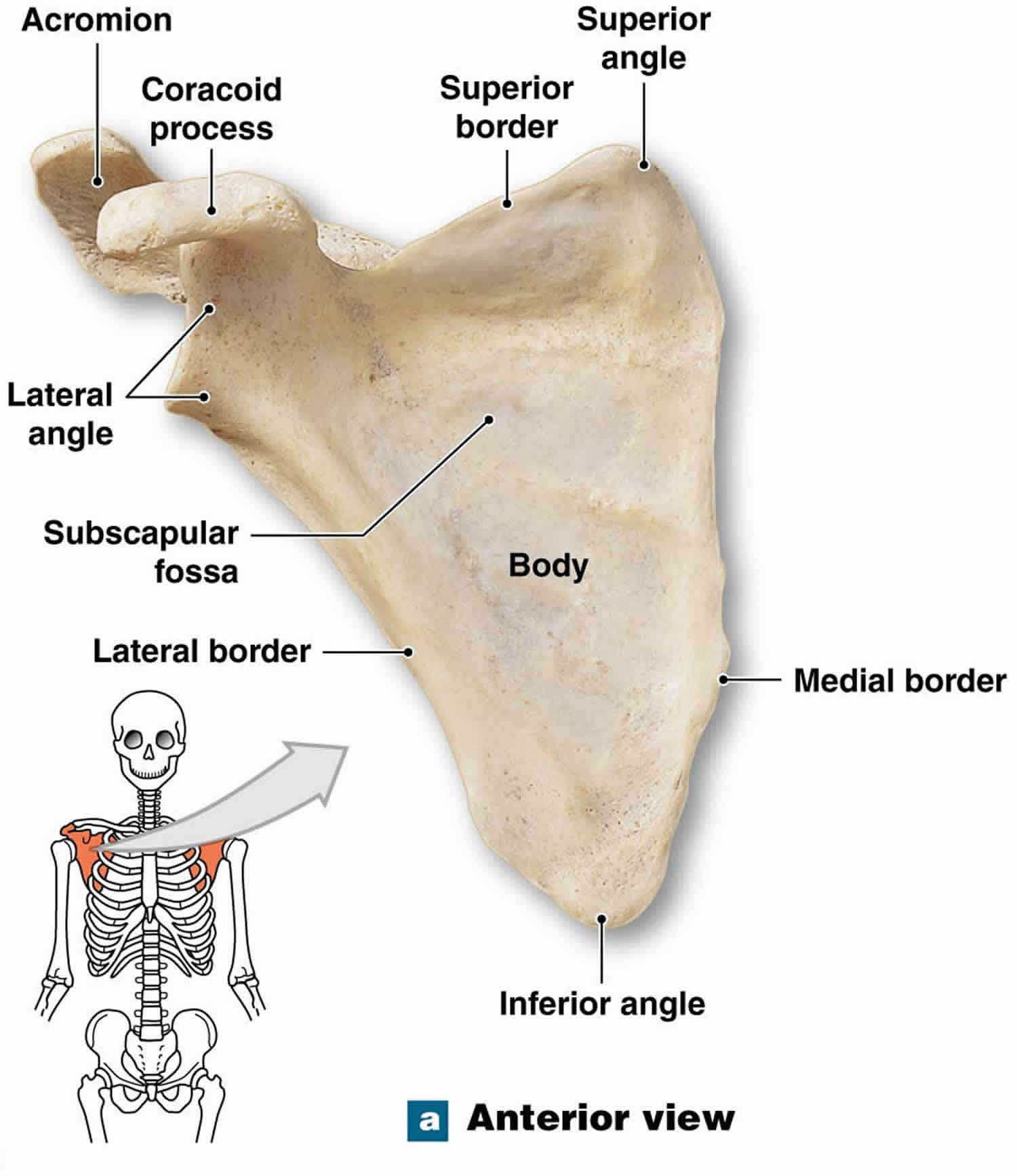 A Broken Shoulder: Scapula Fracture