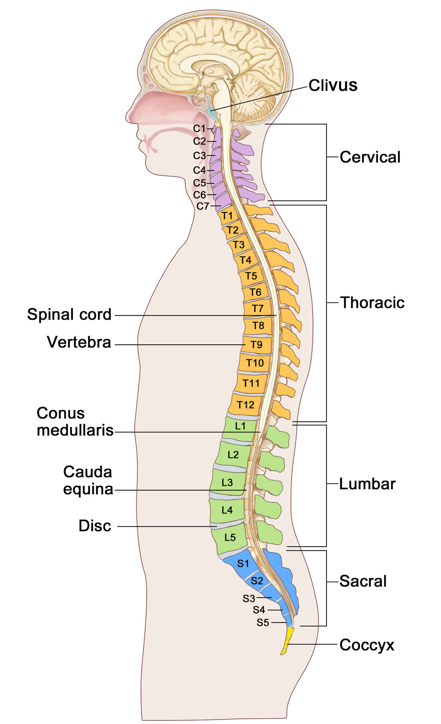 Spinal infection causes, symptoms, diagnosis, treatment & prognosis