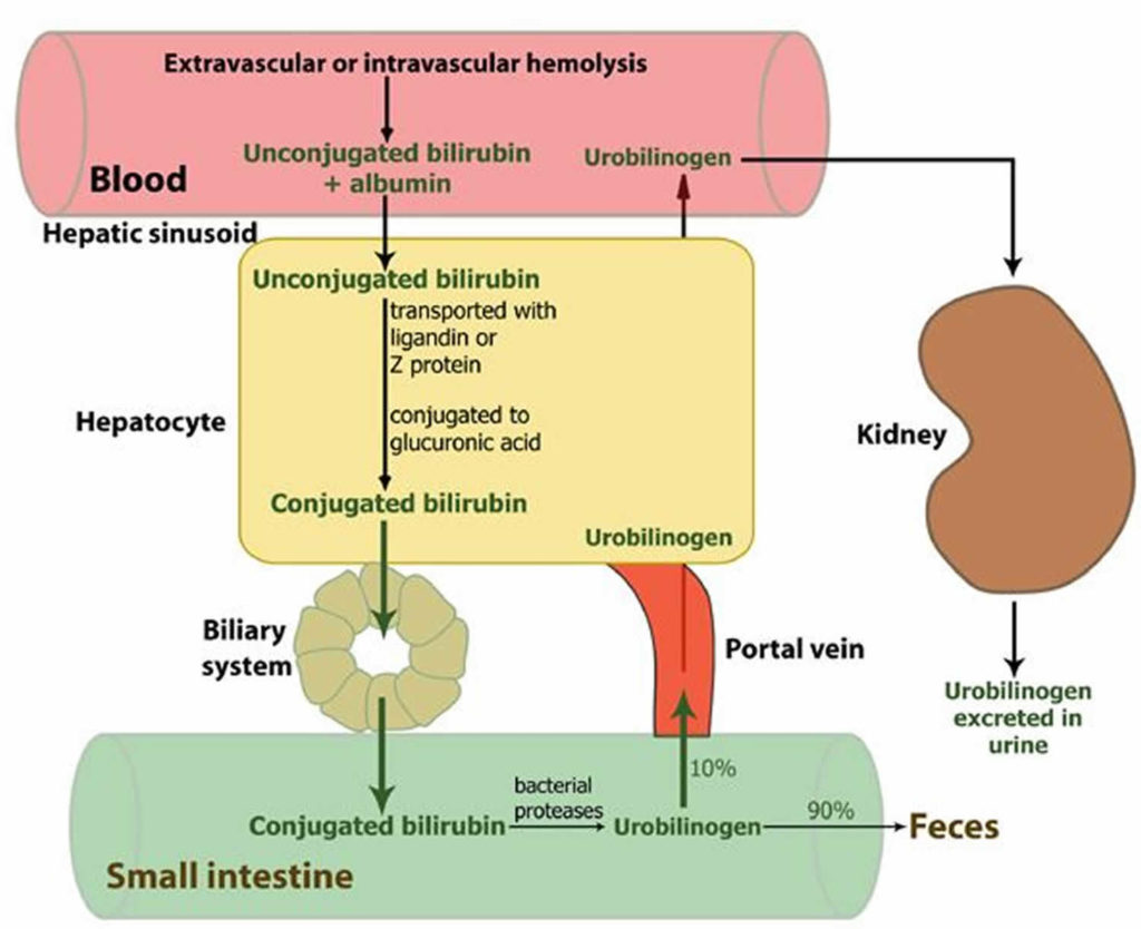 Conjugated & unconjugated bilirubin, causes & treatment of direct ...