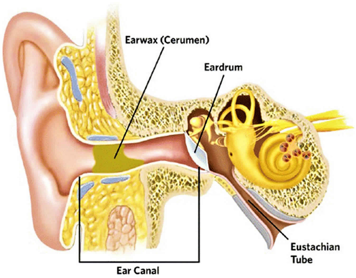 impacted ear wax drops