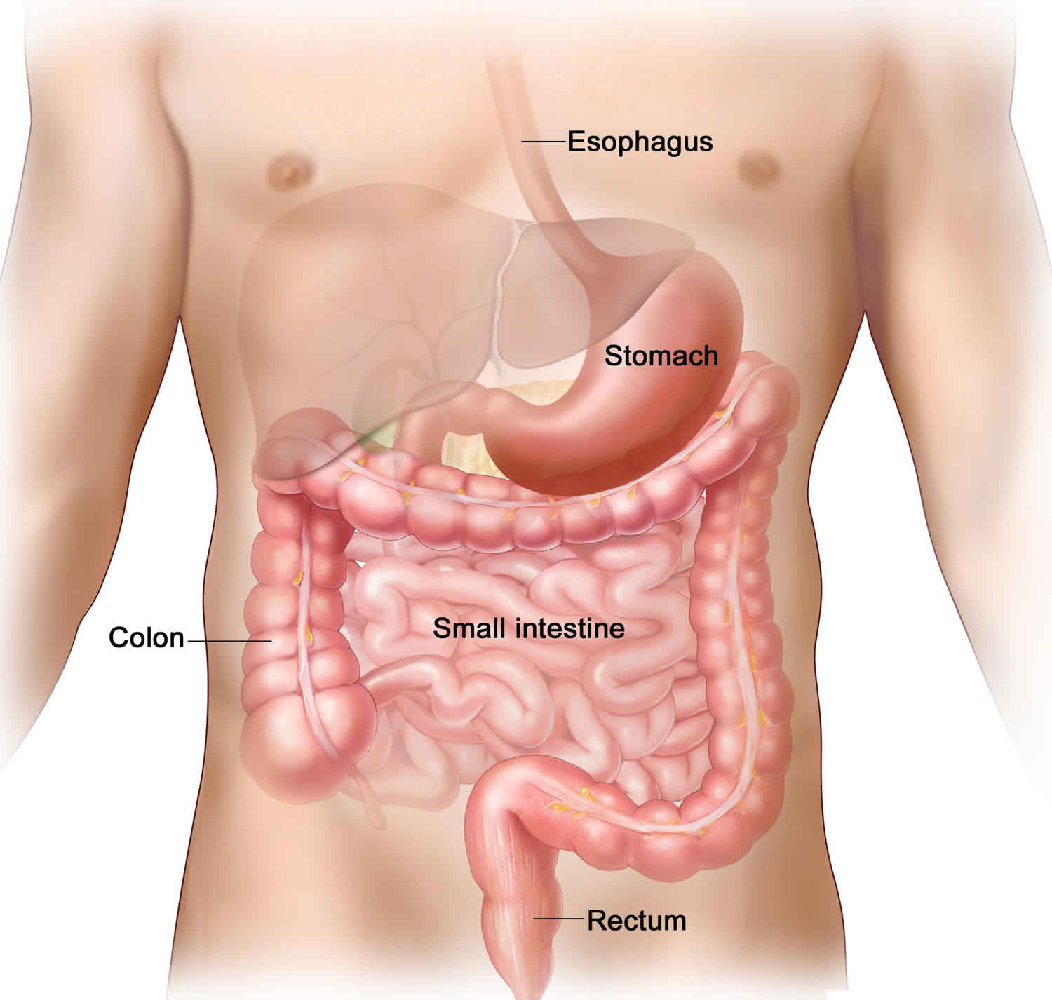 gist-tumor-causes-symptoms-diagnosis-treatment-prognosis